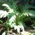 Young artichoke plant