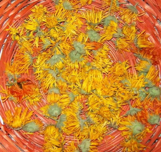 Calendula flowers drying for oil infusion