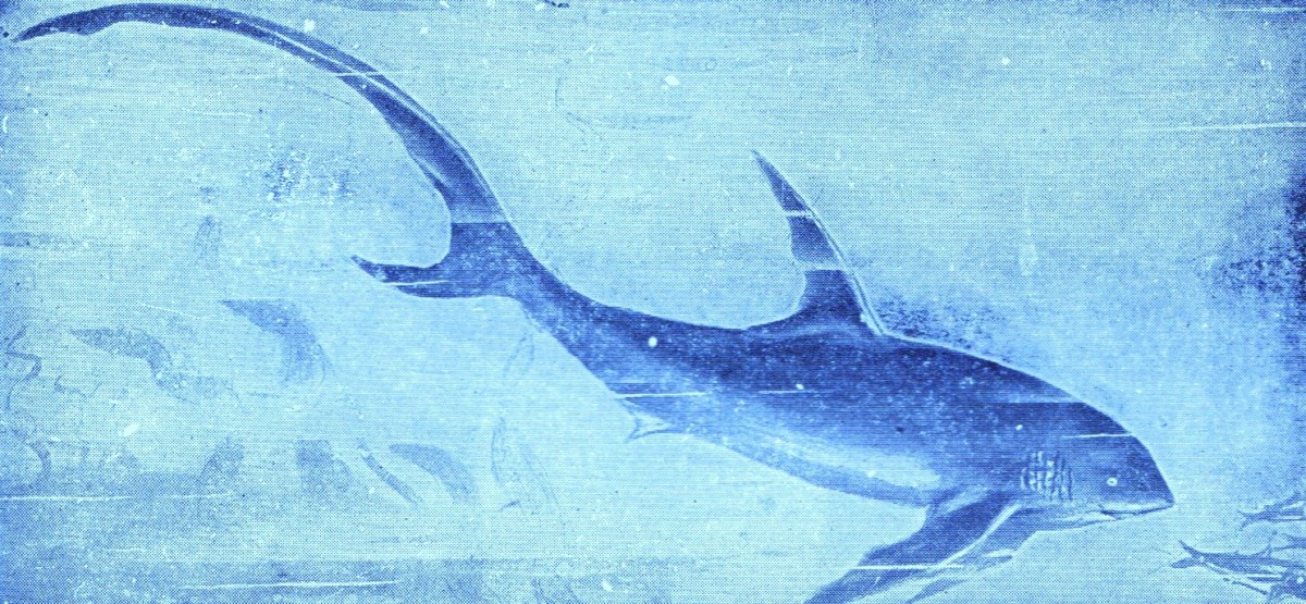 Fox Shark -- Also known as the Taresher Shark - Art by Jerilee Wei