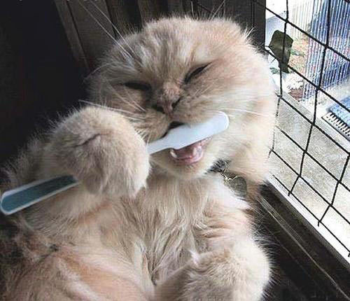 cat brushing teeth   http://media.photobucket.com/image/photobucket%20brushing%20teeth/LuellaMay/animals/brushing_teeth_cat.jpg