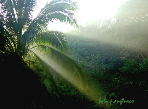 Morning has broken, early morning light with the sun's rays streaming