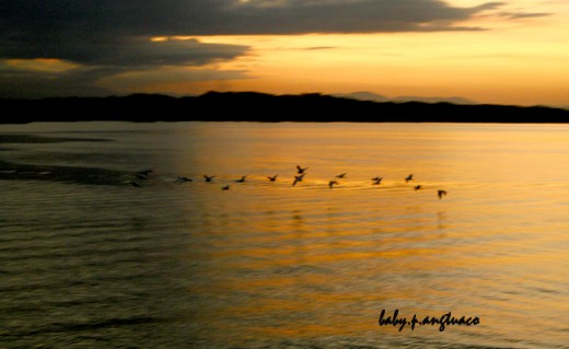 flock of birds and the golden hour