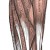 forearm muscles - exterior forearm muscles - exterior