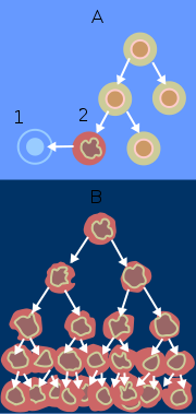 Fig. 1: When normal cells are damaged beyond repair, they are eliminated by apoptosis. Cancer cells avoid apoptosis and continue to multiply in an unregulated manner. (Wikipedia, from the National Cancer Institute, 2008).