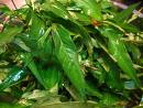 Laksa Leaves