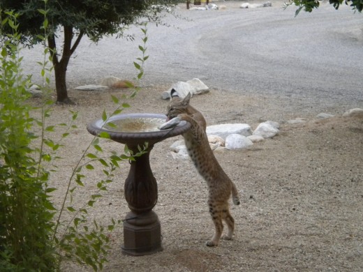 Bobcat attempting to get a drink from a backyard bird bath