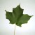 The Sugar Maple is prolific in this part of the USA. The Sugar Maple is prolific in this part of the USA.