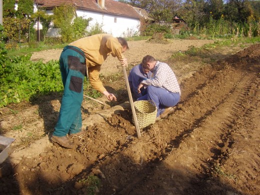 Slovak farmers during the Communist era worked for the Socialist farming cooperative.