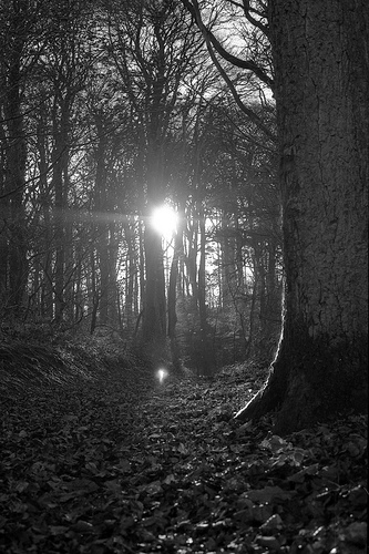 Saoire - Fairy Trees  @ www.flickr.com