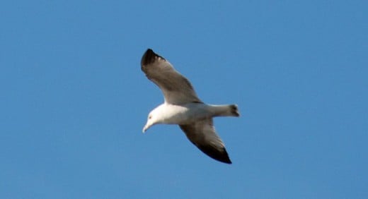 Seagull in Flight