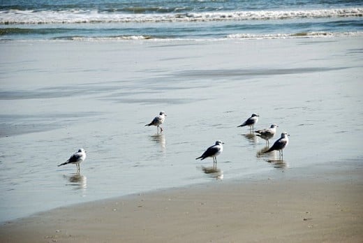 Seagulls in the Wind