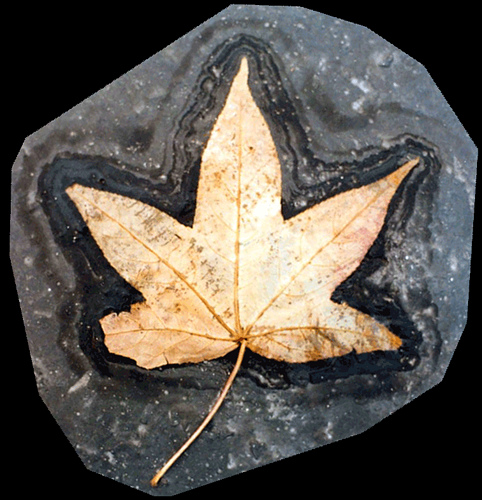 Flower caught in stone