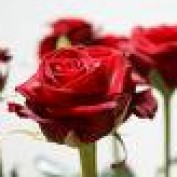 LongStemRoses profile image