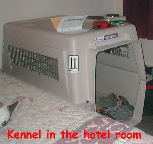 No need to sleep in the kennel when there's a bed in the hotel room