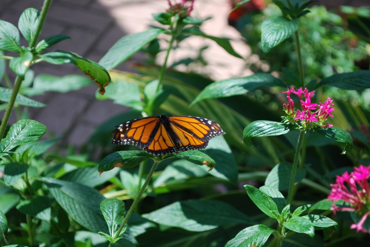The Toledo Zoo Butterfly Conservation Center