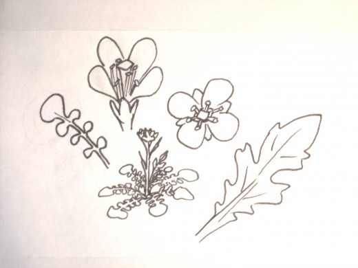 Flower and leaf shapes to look for in mustard relatives (try Pojar & McKinnon or the OSU database for more detail)