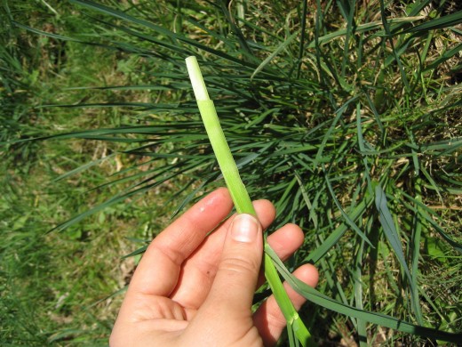 Bluegrass stem