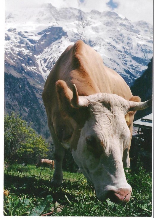 happy cows come from Switzerland