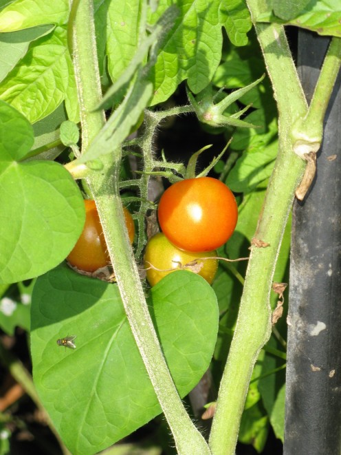 Tomato
