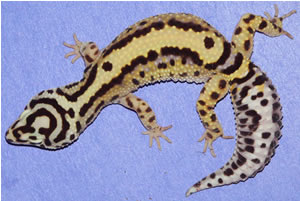 Bold Stripe Gecko