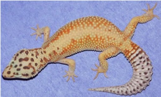 Leopard Gecko Morphs And Genetics 