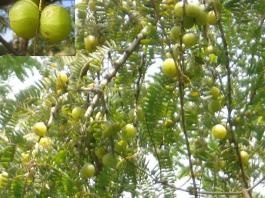 Amla on Tree
