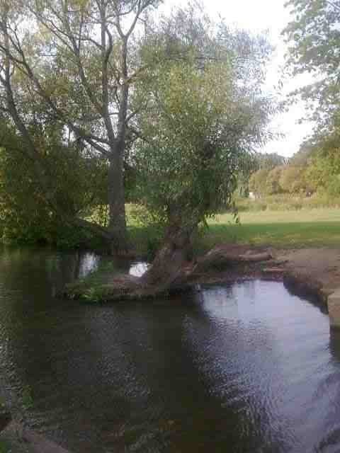 Trees streams rivers Marlow Bucks 