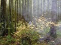 Backyard Trails - Serene Nature Walks