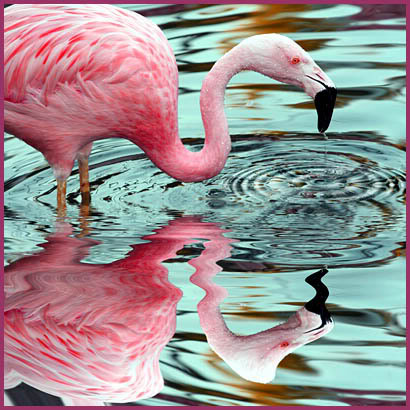 Do you know why Flamingos are pink