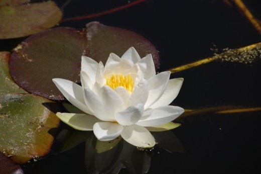 purity that grows out of the mud