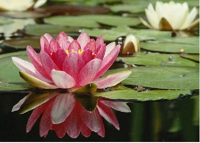 as the petals, consciousness unfolds
