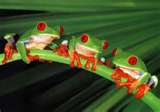 Red Eyed Tree Frog