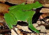 Darwin's Frog
