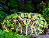 Argentine Horned Toad (not dwarf)