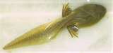 Bullfrog tadpole