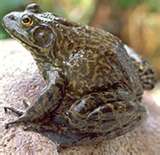 American Bullfrog
