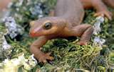 California Newt