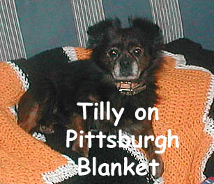 Tilly snuggling with her foster dad on my Pittsburgh afghan