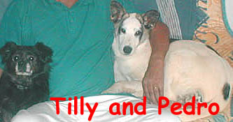 Tilly begrudgingly sharing her foster dad's lap with Pedro