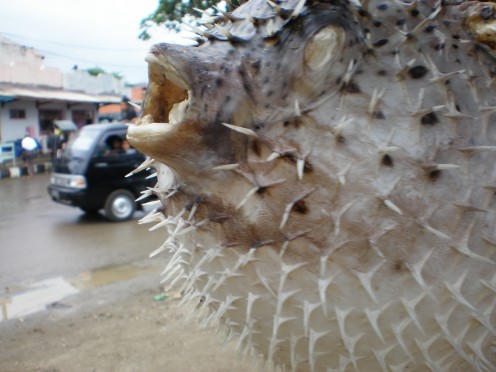 Dried puffer fish made as ornament