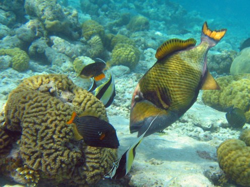 triggerfish.  Photo: wikipedia