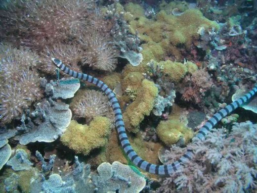 sea snake
