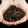 wormcompostingfan profile image