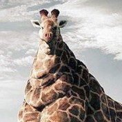 mikataz profile image