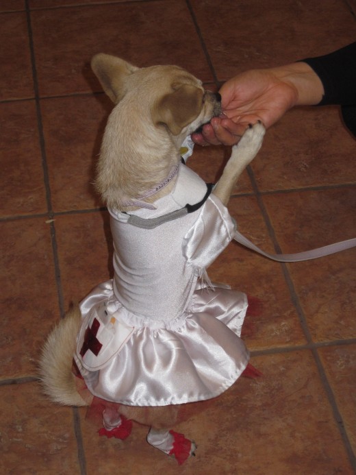 Costumed Chihuahua enjoying the treat part of Halloween Trick or Treating