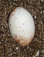 Fertile Leopard Gecko Egg About to Hatch- Notice dent on Upper Right Top