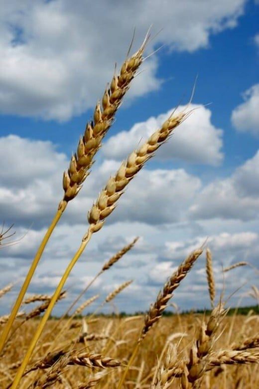 Wheat - a basic commodity