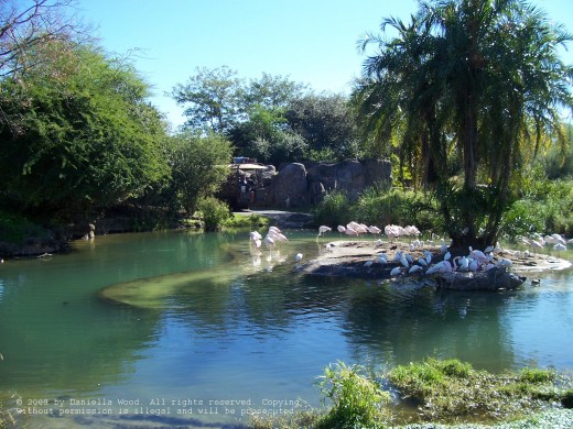 One of the many beautiful sights on the Safari ride in Disney's Animal Kingdom