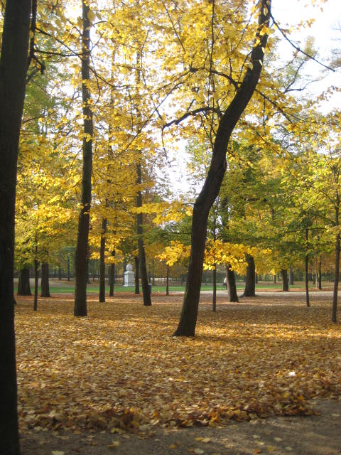  autumn leaves carpeting the ground beneath the trees