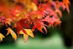 Autumn Colors and Oklahoma Festivals
